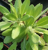 Primula yuparensis 
